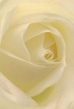 The heart of Colliers Wood is reflected in this exquisite close-up of a cream-white rose, each delicate petal curling inward as though inviting you into its serene centre. The spiraling pattern is highlighted by soft, natural light casting gentle shadows in the crevices between folds, creating a peaceful, almost meditative atmosphere. From the barely-there translucence of its outer petals to the satin finish of the heart, the flower evokes the touch of cool silk and the fresh scent of a local garden after rain. As the florist, I see in this bloom a pure expression of reverence and hope-perfect for conveying sympathy, admiration, or marking a cherished new beginning in Colliers Wood, whether for a celebration by Haydons Road or a thoughtful gesture delivered to a friend along Christchurch Road. The intricate artistry behind this arrangement is a hallmark of our craft, linking time-honoured technique with heartfelt emotion, making this rose not just an image but an experience that embodies the gentle strength and grace of this unique community.